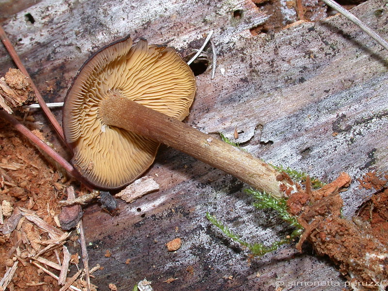 Callistosporium  xanthophyllum